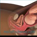 भ्रूण की तस्वीर, पेट की तस्वीर, अल्ट्रासाउंड और बच्चे के विकास के बारे में वीडियो 28 सप्ताह के गर्भ में बच्चे की स्थिति